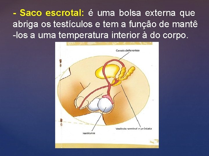 - Saco escrotal: é uma bolsa externa que abriga os testículos e tem a