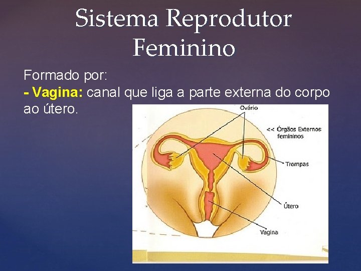 Sistema Reprodutor Feminino Formado por: - Vagina: canal que liga a parte externa do