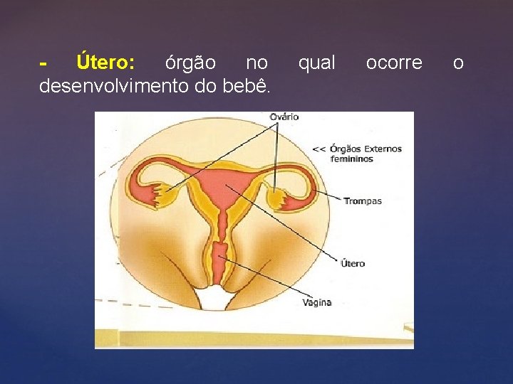 Útero: órgão no desenvolvimento do bebê. qual ocorre o 