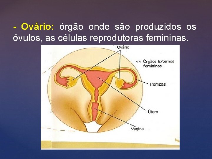 - Ovário: órgão onde são produzidos os óvulos, as células reprodutoras femininas. 