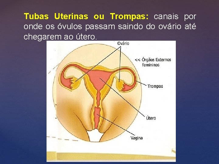 Tubas Uterinas ou Trompas: canais por onde os óvulos passam saindo do ovário até