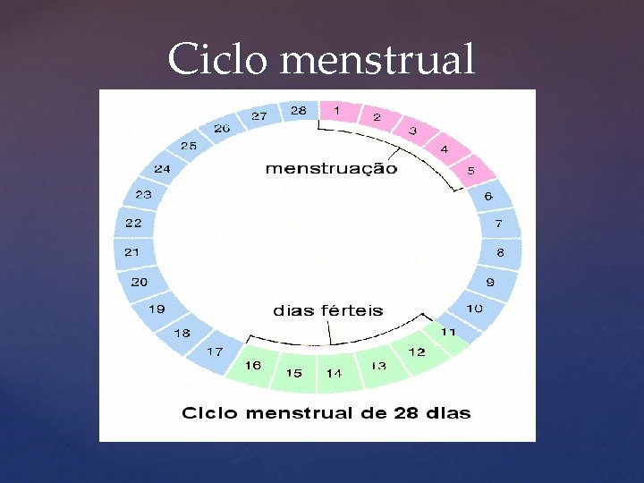 Ciclo menstrual 