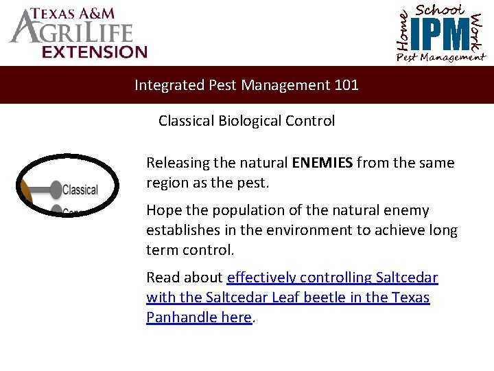 School Home Work IPM Pest Management Integrated Pest Management 101 Classical Biological Control Releasing