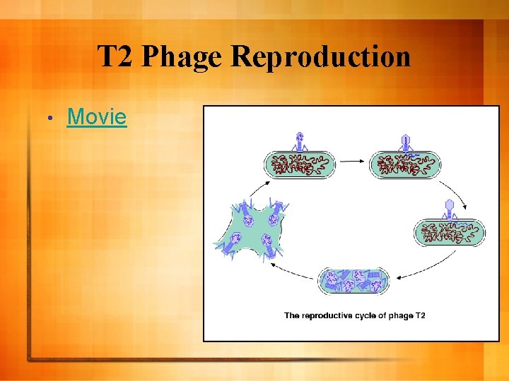 T 2 Phage Reproduction • Movie T 2 Phage Reproduction • Movie