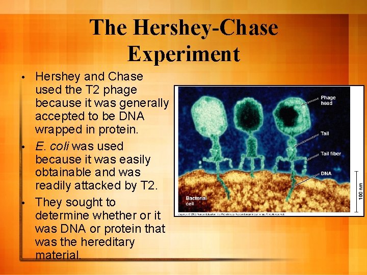 The Hershey-Chase Experiment Hershey and Chase used the T 2 phage because it was The Hershey-Chase Experiment Hershey and Chase used the T 2 phage because it was