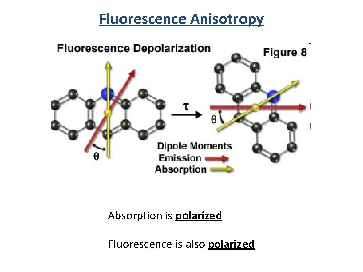 Fluorescence Anisotropy Absorption is polarized Fluorescence is also polarized 