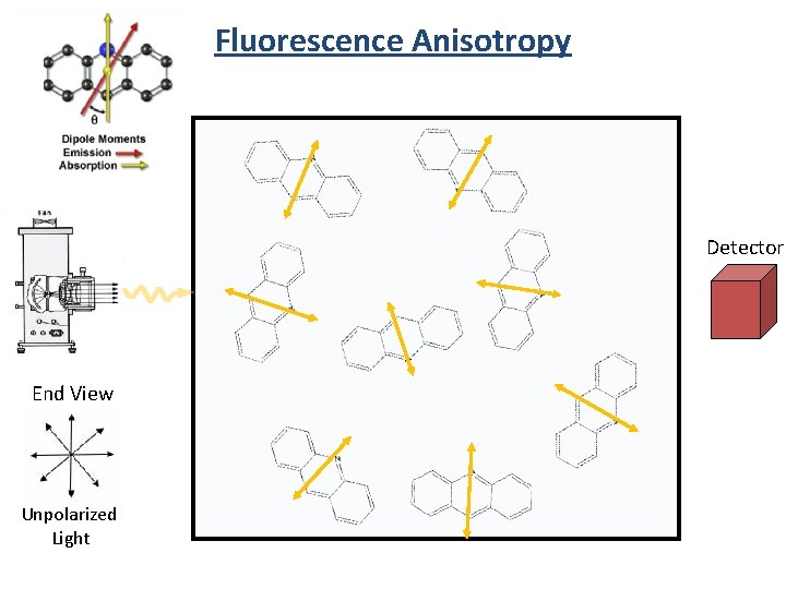 Fluorescence Anisotropy Detector End View Unpolarized Light 