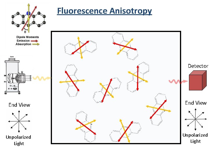 Fluorescence Anisotropy Detector End View Unpolarized Light 