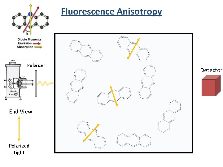 Fluorescence Anisotropy Polarizer End View Polarized Light Detector 