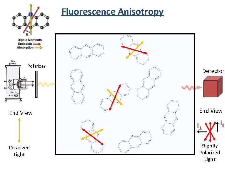 Fluorescence Anisotropy Polarizer End View Detector End View I^ Polarized Light I|| Slightly Polarized