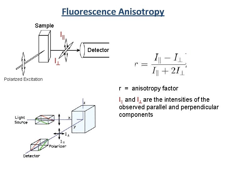 Fluorescence Anisotropy Sample I|| Detector I^ Polarized Excitation r = anisotropy factor I|| and