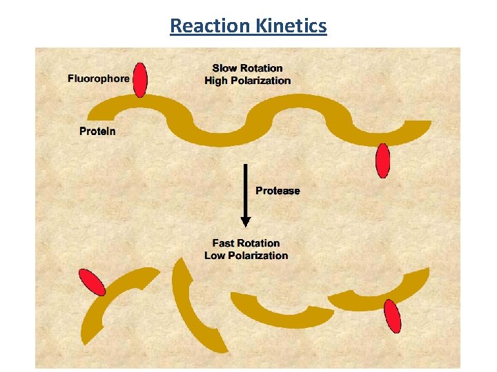 Reaction Kinetics 