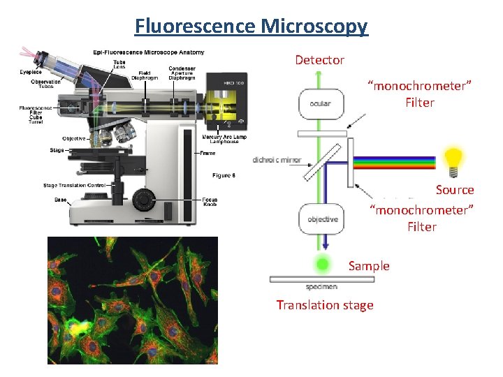 Fluorescence Microscopy Detector “monochrometer” Filter Source “monochrometer” Filter Sample Translation stage 