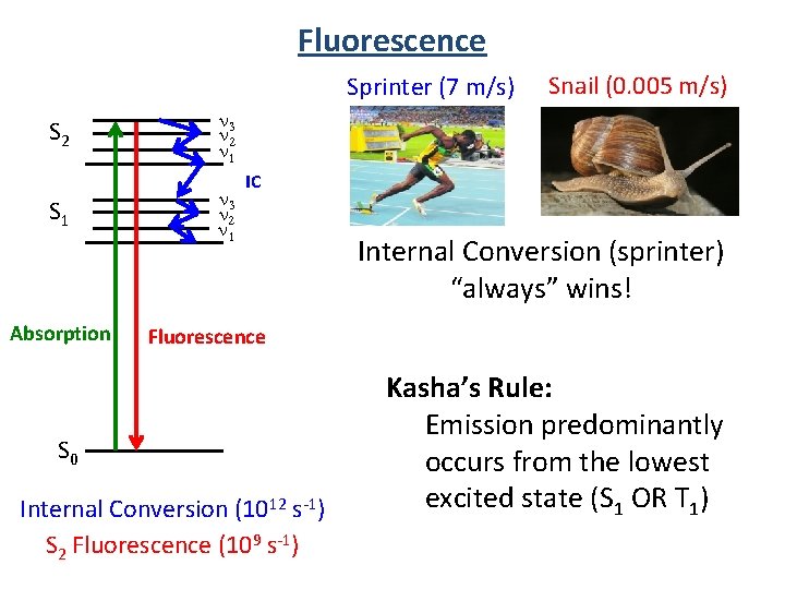 Fluorescence Sprinter (7 m/s) S 2 n 3 n 2 n 1 S 1