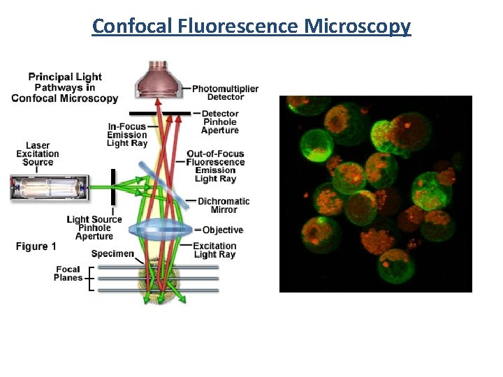 Confocal Fluorescence Microscopy 