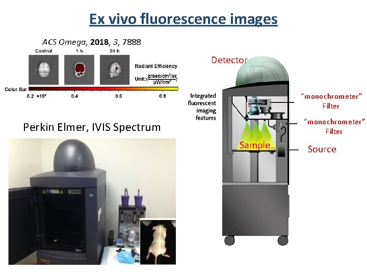 Ex vivo fluorescence images ACS Omega, 2018, 3, 7888 Detector “monochrometer” Filter Perkin Elmer,