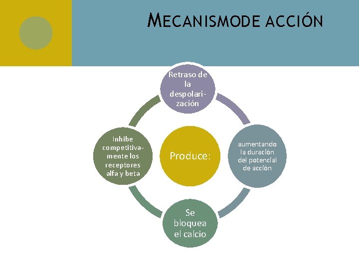 M ECANISMODE ACCIÓN Retraso de la despolarización Inhibe competitivamente los receptores alfa y beta M ECANISMODE ACCIÓN Retraso de la despolarización Inhibe competitivamente los receptores alfa y beta
