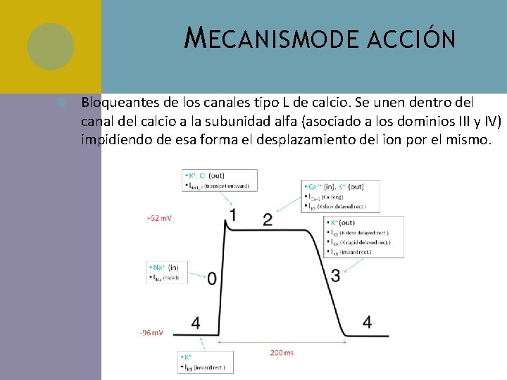 M ECANISMO DE ACCIÓN Bloqueantes de los canales tipo L de calcio. Se unen