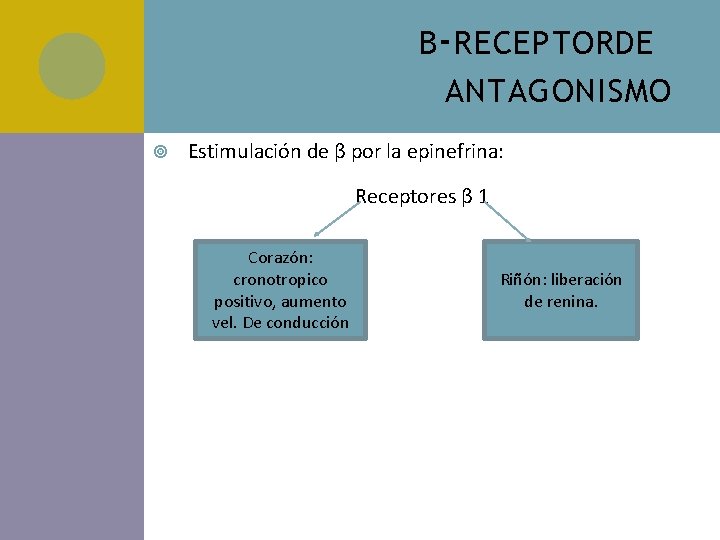 Β- RECEPTORDE ANTAGONISMO Estimulación de β por la epinefrina: Receptores β 1 Corazón: cronotropico