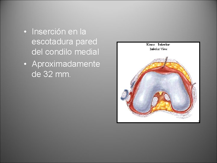  • Inserción en la escotadura pared del condilo medial • Aproximadamente de 32