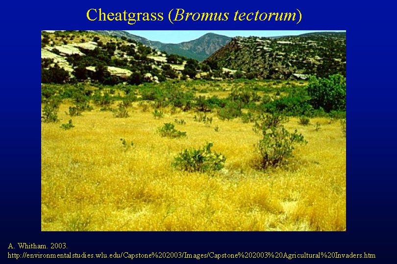 Cheatgrass (Bromus tectorum) A. Whitham. 2003. http: //environmentalstudies. wlu. edu/Capstone%202003/Images/Capstone%202003%20 Agricultural%20 Invaders. htm 