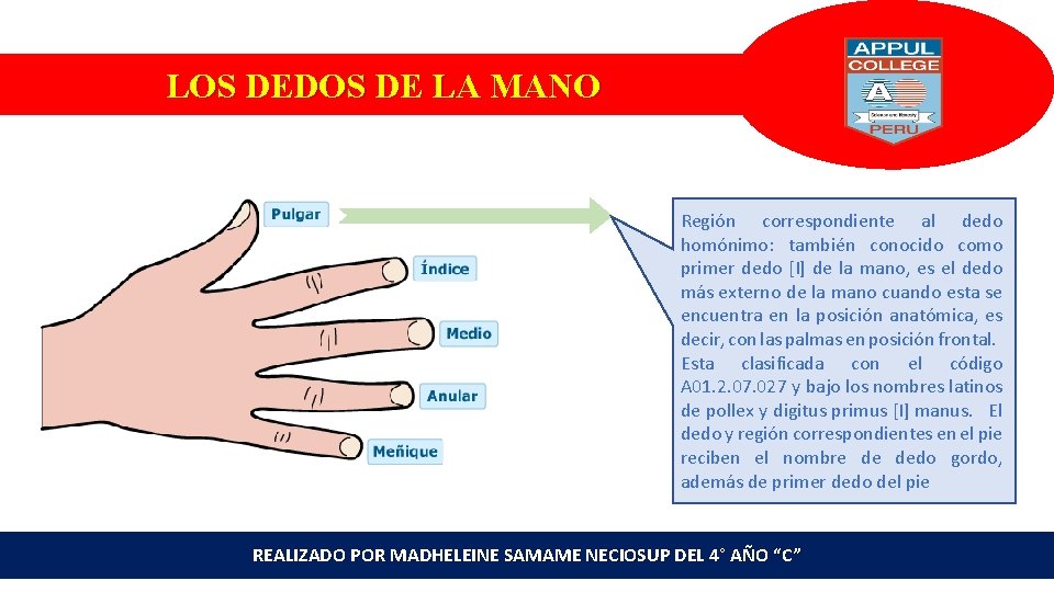 LOS DEDOS DE LA MANO Región correspondiente al dedo homónimo: también conocido como primer