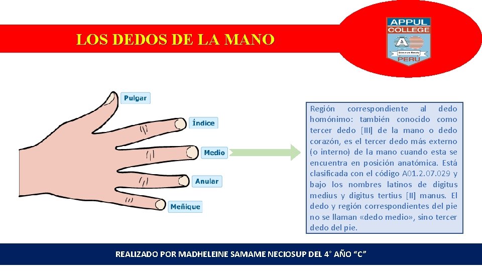 LOS DEDOS DE LA MANO Región correspondiente al dedo homónimo: también conocido como tercer