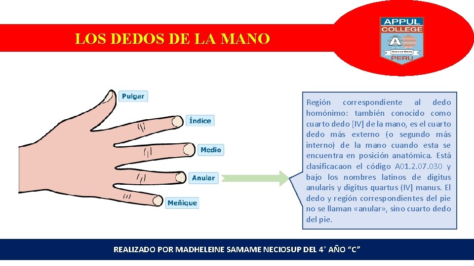 LOS DEDOS DE LA MANO Región correspondiente al dedo homónimo: también conocido como cuarto