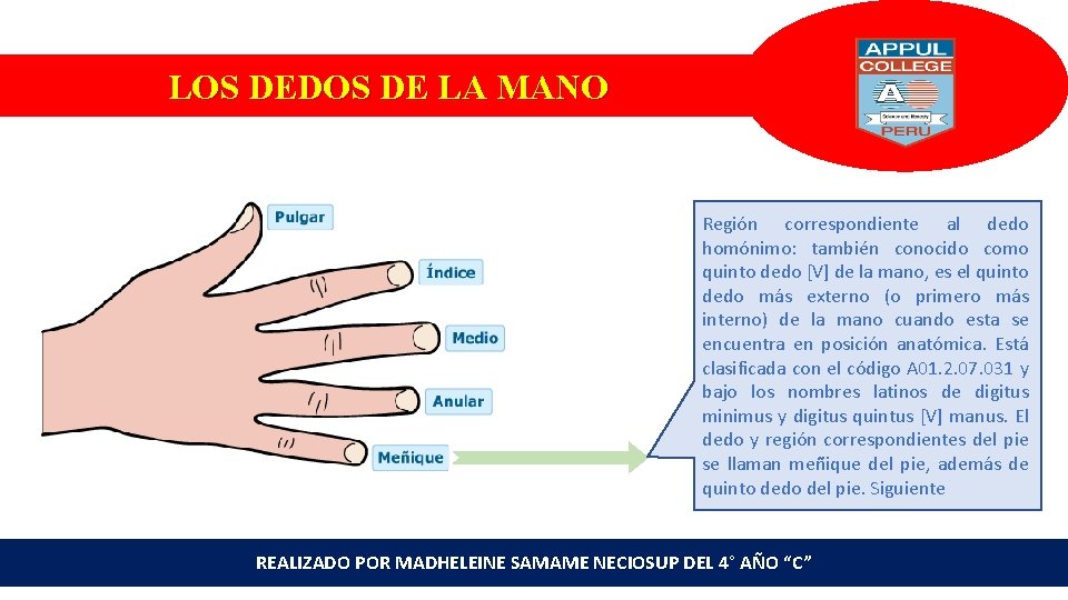 LOS DEDOS DE LA MANO Región correspondiente al dedo homónimo: también conocido como quinto