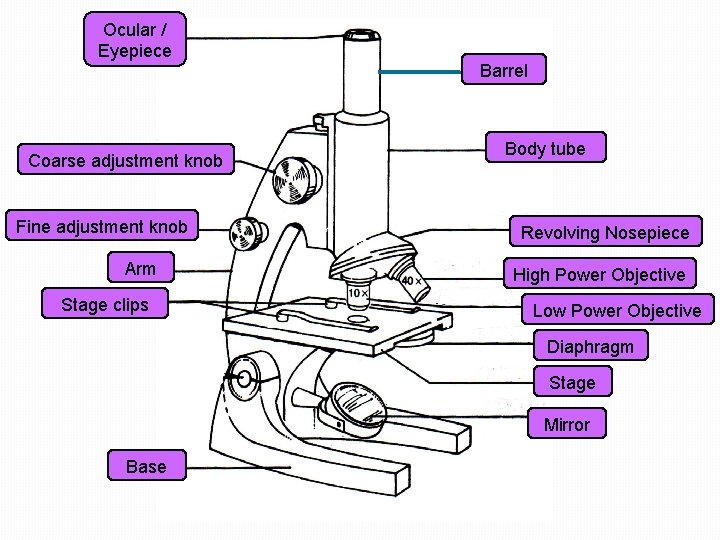 Ocular / Eyepiece Coarse adjustment knob Fine adjustment knob Arm Stage clips Barrel Body