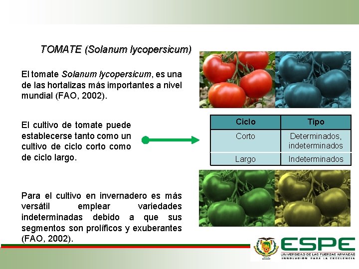 TOMATE (Solanum lycopersicum) El tomate Solanum lycopersicum, es una de las hortalizas más importantes