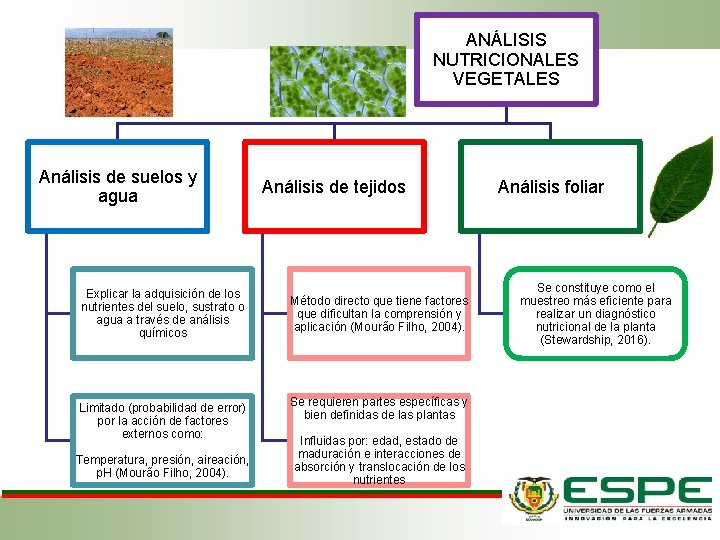 ANÁLISIS NUTRICIONALES VEGETALES Análisis de suelos y agua Explicar la adquisición de los nutrientes