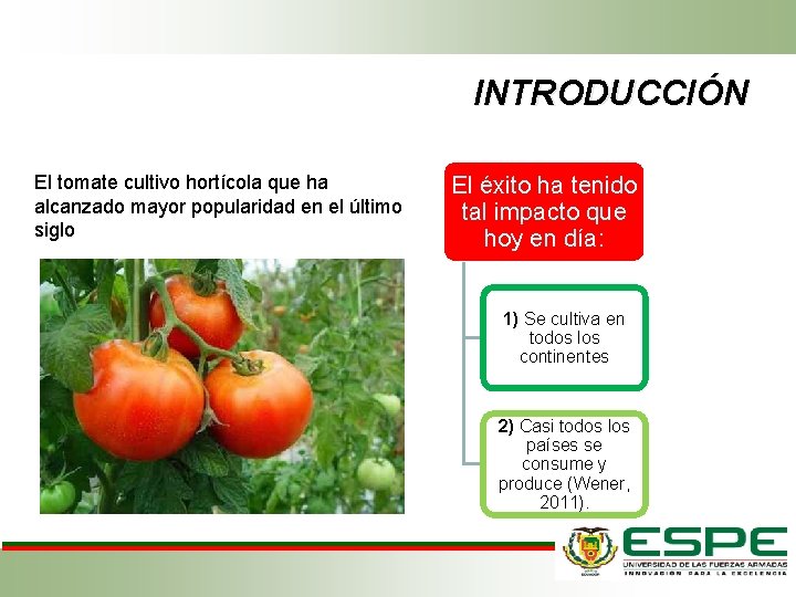 INTRODUCCIÓN El tomate cultivo hortícola que ha alcanzado mayor popularidad en el último siglo