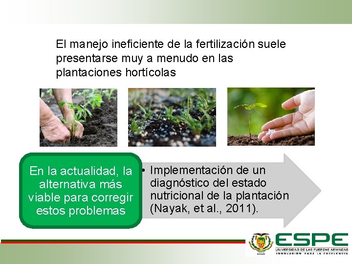 El manejo ineficiente de la fertilización suele presentarse muy a menudo en las plantaciones