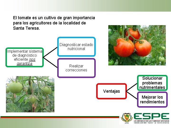 El tomate es un cultivo de gran importancia para los agricultores de la localidad