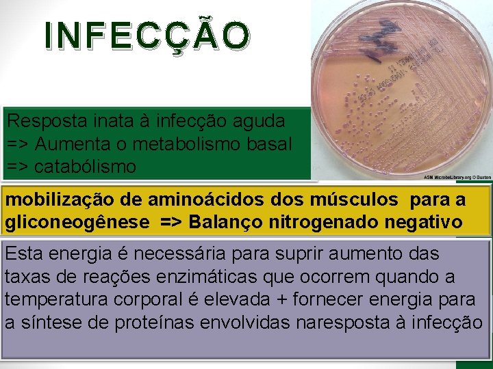 INFECÇÃO Resposta inata à infecção aguda => Aumenta o metabolismo basal => catabólismo mobilização