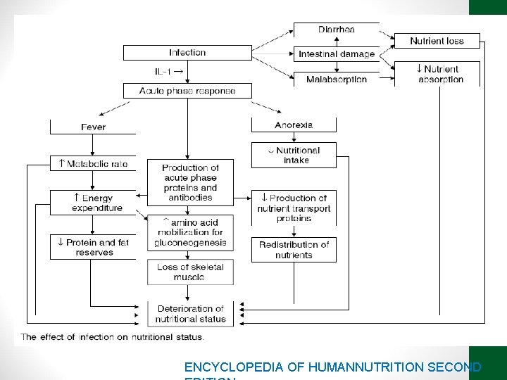 ENCYCLOPEDIA OF HUMANNUTRITION SECOND 