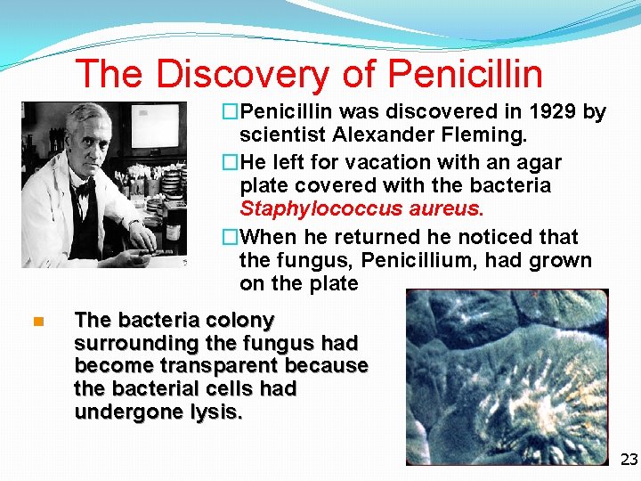 The Discovery of Penicillin �Penicillin was discovered in 1929 by scientist Alexander Fleming. �He