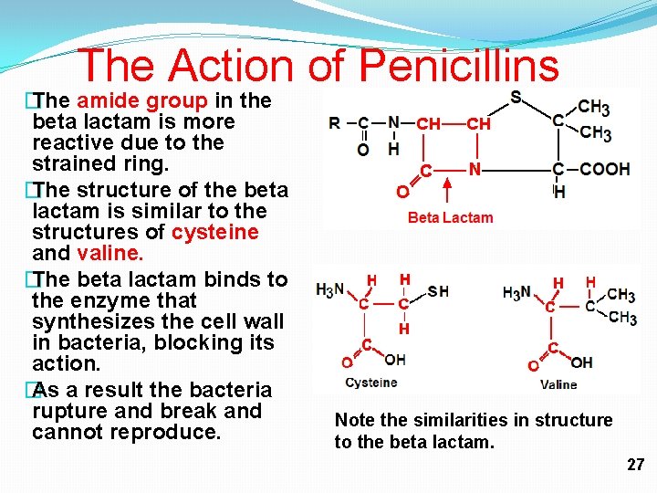 The Action of Penicillins � The amide group in the beta lactam is more