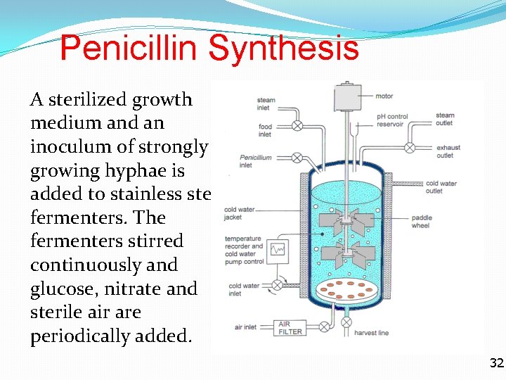Penicillin Synthesis A sterilized growth medium and an inoculum of strongly growing hyphae is