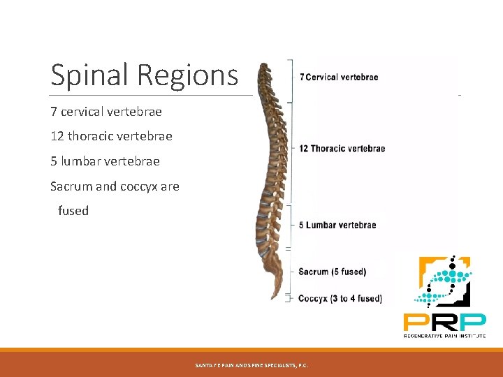 Spinal Regions 7 cervical vertebrae 12 thoracic vertebrae 5 lumbar vertebrae Sacrum and coccyx