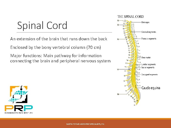 Spinal Cord An extension of the brain that runs down the back Enclosed by Spinal Cord An extension of the brain that runs down the back Enclosed by