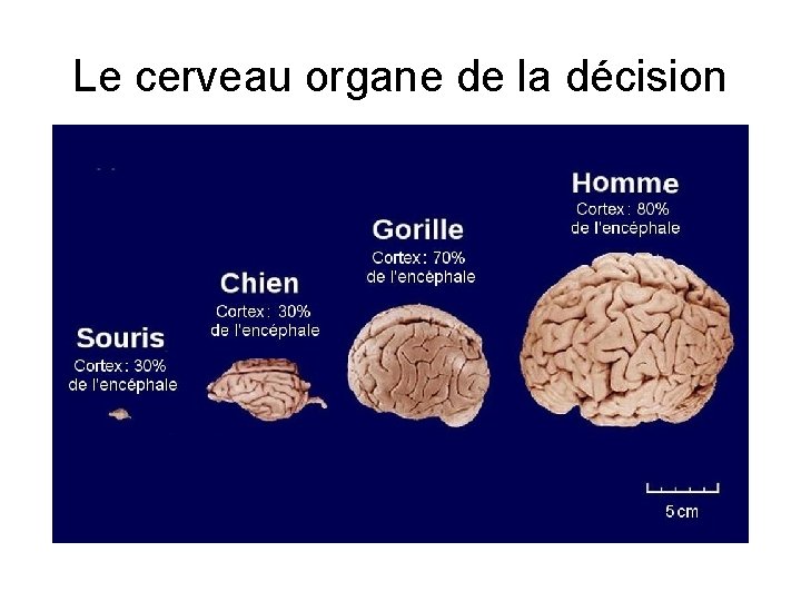 Le cerveau organe de la décision 