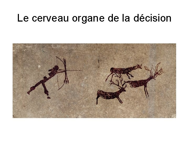 Le cerveau organe de la décision 