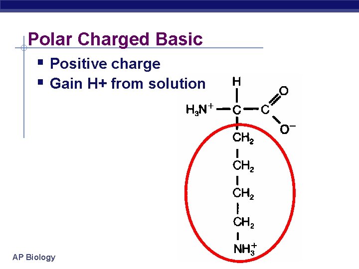 Polar Charged Basic Positive charge Gain H+ from solution AP Biology 