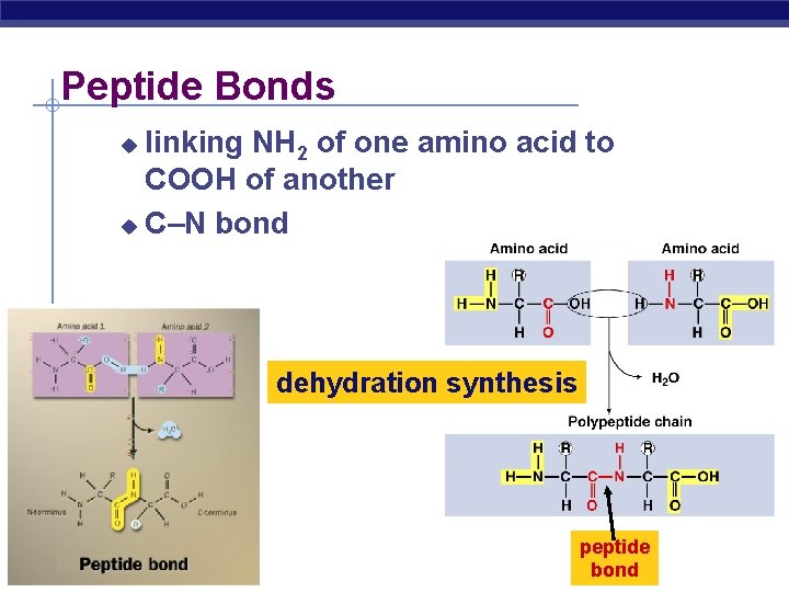 Peptide Bonds linking NH 2 of one amino acid to COOH of another C–N