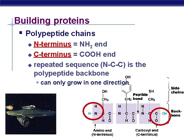 Building proteins Polypeptide chains N-terminus = NH 2 end C-terminus = COOH end repeated