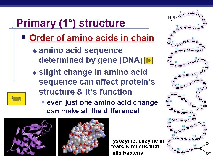 Primary (1°) structure Order of amino acids in chain amino acid sequence determined by