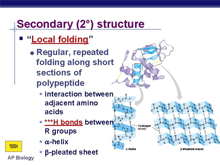 Secondary (2°) structure “Local folding” AP Biology Regular, repeated folding along short sections of