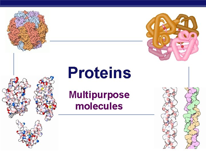 Proteins Multipurpose molecules AP Biology 2006 -2007 
